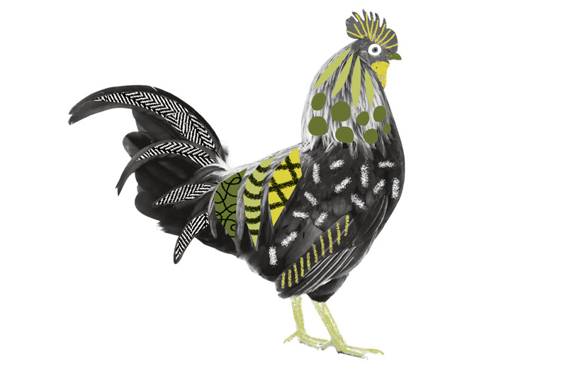 Chope le coq